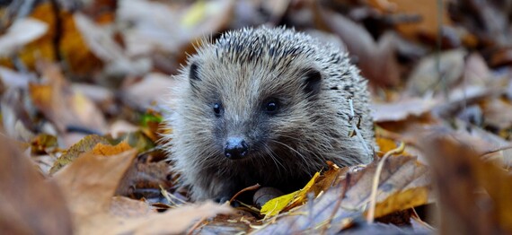 Close up of a hedgehog in autumn leaves on the ground Photo by Piotr Łaskawski for Unsplash