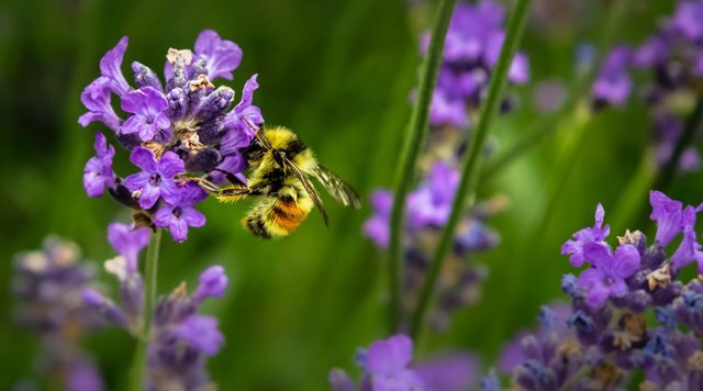 A bee is pictured against a bright purple flower