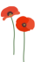 Two poppies on long green stems