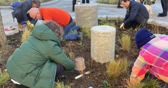 Residents young and old join bend down to join in the planting of new flower beds at Cairo Road