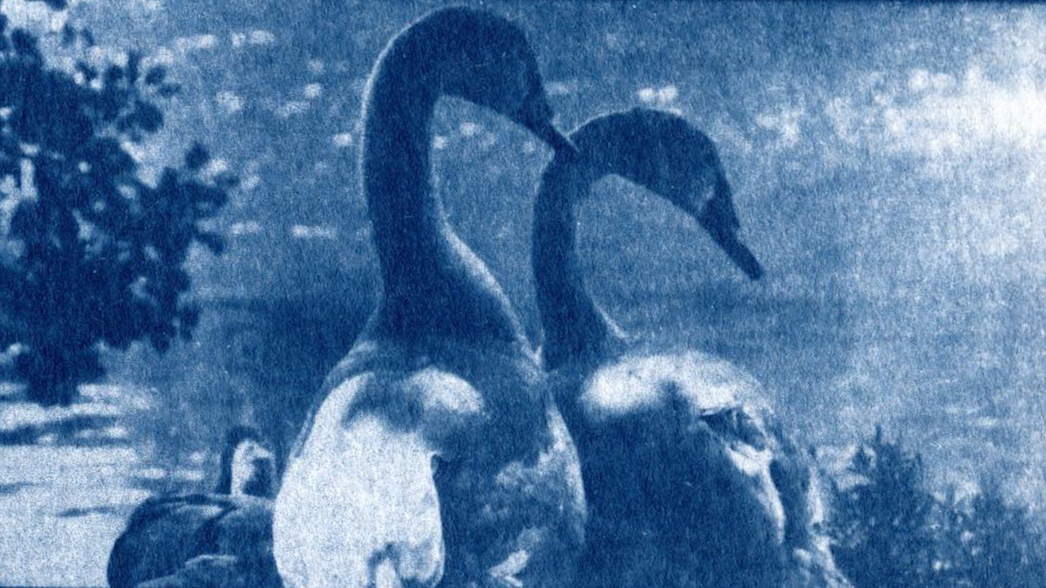 Two swans shot in tones of blue. Image: Michaela Davis - Cyanotype 4 for William Morris Gallery