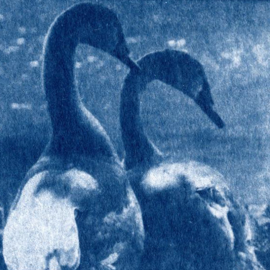 Cyanotype image in blue and white: a pair of swans