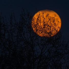 Forest with moonlight in background