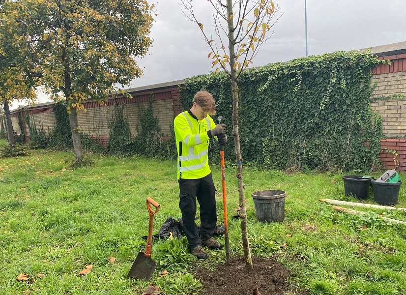 Man planting tree