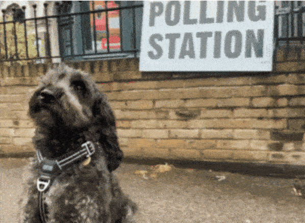 A cute shaggy dog lifts its paw in front of a polling station sign