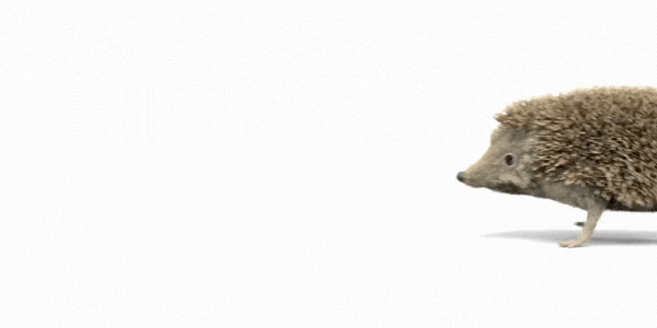 A hedgehog walks across the screen