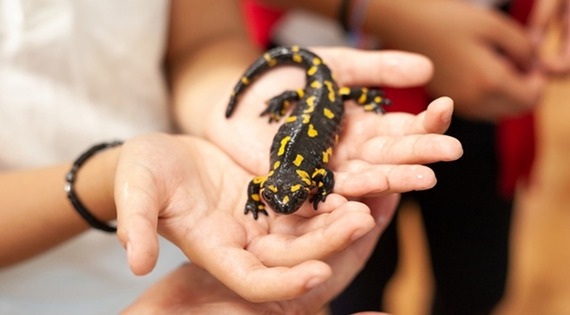 A salamander at The Hive