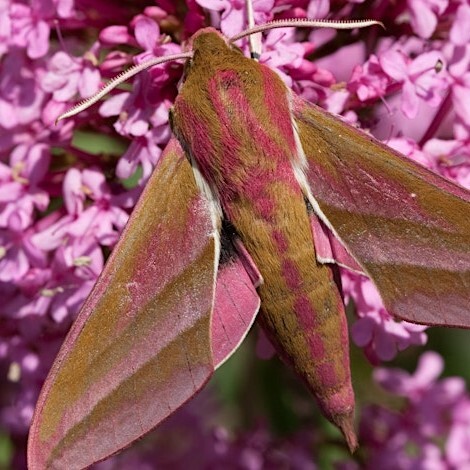 Moth on a flower. 