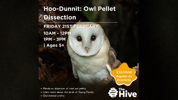 a picture of an owl with the text: Hoo-dunnit: owel pellet dissection