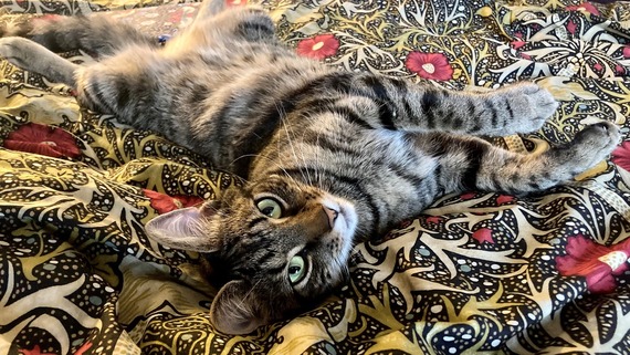 a photo of a cat lying on a William Morris-patterend blanket