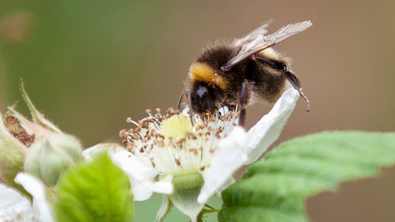 A closeup of a lovely bee doing its bee thing!