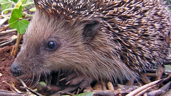 a cheeky hedgehog