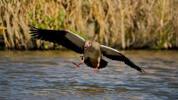 A photo of the majestic Egyptian Goose in full flight
