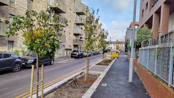 a photo of some thirsty trees in the borough