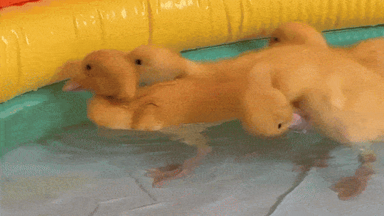 quaking ducks quaking away