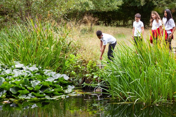 Pond dipping 