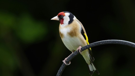 The noble goldfinch 