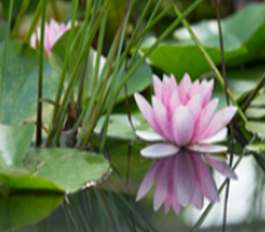 wellbeing webinar