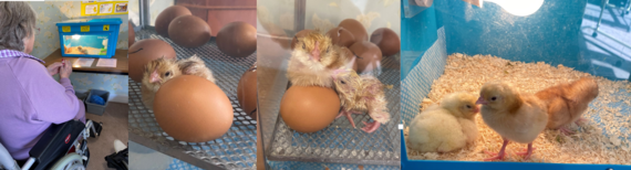 Chick hatching