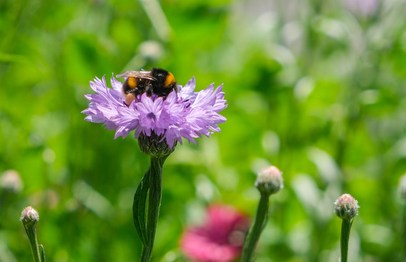 Bee on a widflower