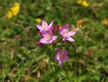 Common Centaury