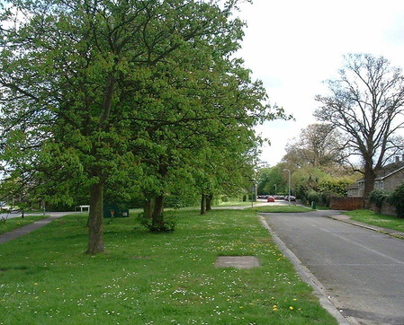 urban trees