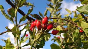 Rosehip