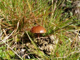 BBOWT Fungi