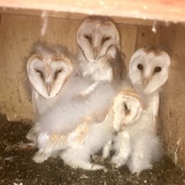 Barn Owls