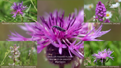 BBOWT WILD VERGES