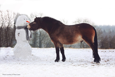 Boris Exmoor Pony 