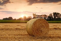 Wheat harvest