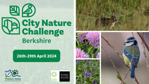 Berkshire & Oxfordshire City Nature Challenge 2024