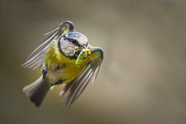 Blue tit with caterpillar by Gillian Lloyd