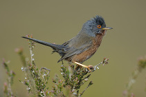 Dartford Warbler by John Bridges