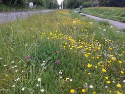 WBC Wildlife Verge