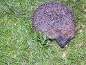 Hedgehog