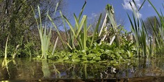 Pond Dipping