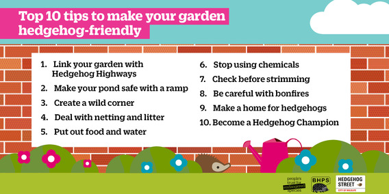 Hedgehog Street Tips for your Garden