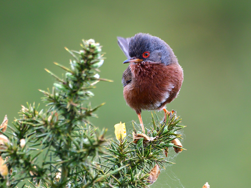 Dartford warbler by Darren Prestoe, Greenham Common Nature Reserve, Berkshire