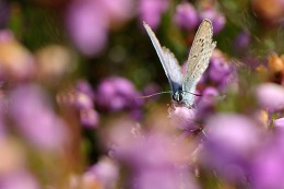 pretty fly in purple flowers