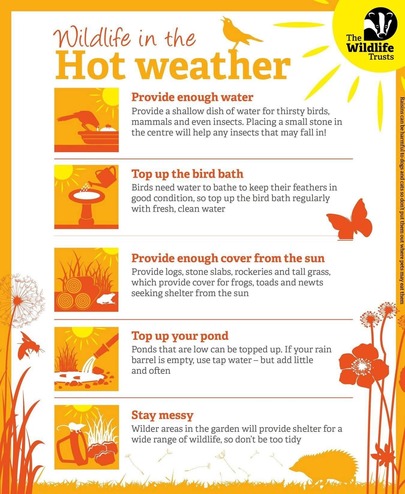 BBOWT advice on warm weather for wildlife