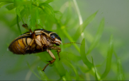 Great Diving Beetle by Jack Perks