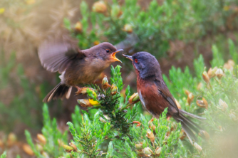 Dartford Warbler Surrey Hills Photo