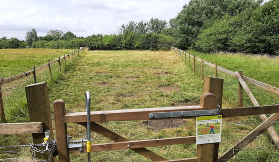 wildflower seed patches 