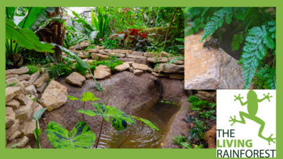 Living Rainforest frog