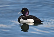 tufted duck by Logan Walker