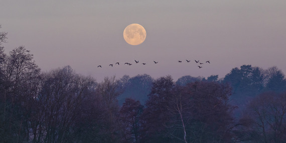 Thatcham DC Canada Geese Jon Hawkins – Surrey Hills Photography