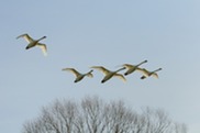 Mute swans