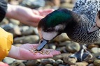 duck feeding